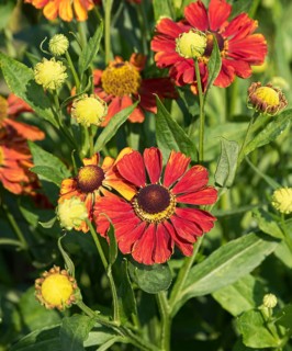 Sunflower (Helenium 'Baudirektor Linne')