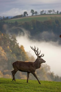 A red deer stag (Cervus elaphus) runs across a meadow. A forest with autumn leaves can be seen in