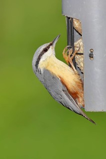 Nuthatch (Sitta europaea) at a feeder in the garden, Animals, Birds, Siegerland, North