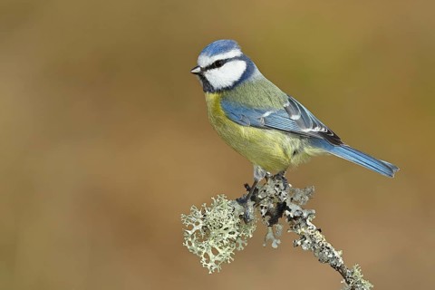 Blue tit (Parus caeruleus), sitting on a branch overgrown with reindeer lichen (Cladonia