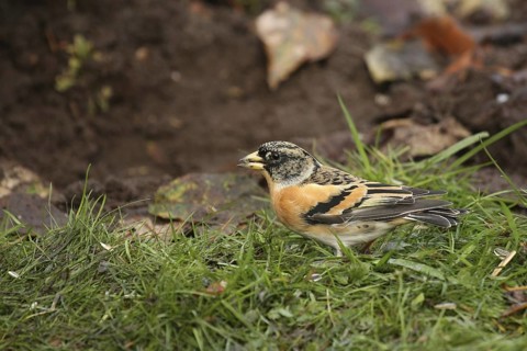 Brambling (Fringilla montifringilla) male, Lower Saxony, Germany