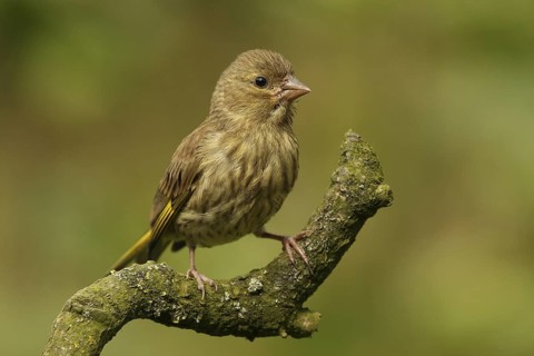 European Greenfinch (Chloris chloris) juvenile, Lower Saxony, Germany