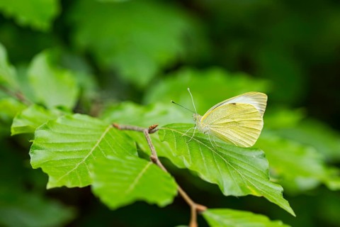 Common brimstone (Gonepteryx rhamni) butterfly sitting on a leaf, Upper Palatinate, Bavaria,