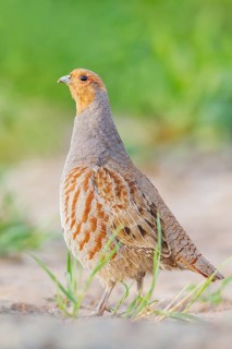 Rebhuhn, Perdix perdix Grey Partridge, Perdix perdix