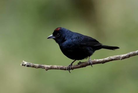 Ruby-crowned Tanager (Tachyphonus coronatus) male perched on a branch, Atlantic rainforest, Brazil
