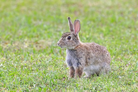Wild rabbit (Oryctolagus cuniculus), sitting in a meadow, adult, alert, wildlife, animals, rodent,