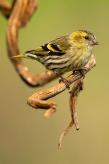 A vibrant European siskin, Spinus spinus, perching gracefully on a twisting vine, showcasing its