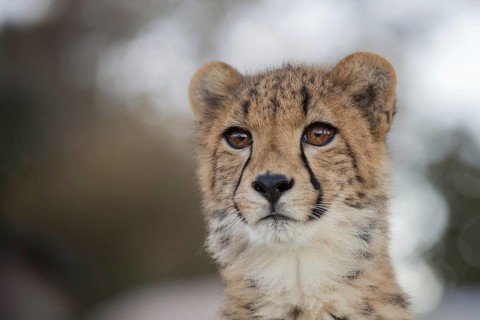 Cheetah (Acinonyx jubatus) portrait, Castile-La Mancha, Spain