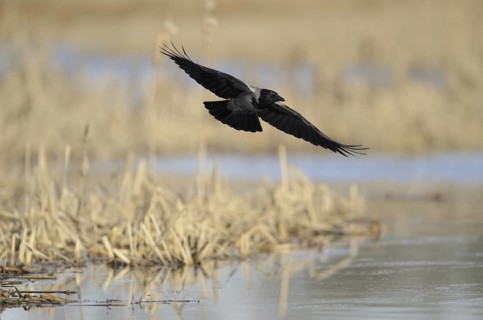 Hooded Crow (Corvus cornix) flying, Mecklenburg-Western Pomerania, Germany