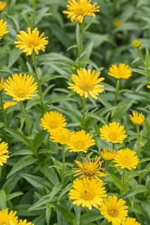 Ox-eye daisy (Buphthalmum salicifolium),  Sweden