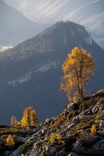 View of yellow larches from the Loser mountain, with the Ahornkogel mountain behind. Autumn, good