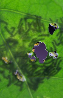 Caterpillars of the cabbage white butterfly, July, Germany