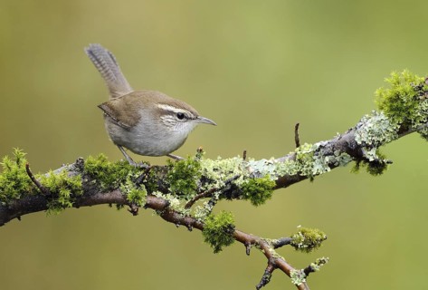 Bewick's Wren (Thryomanes bewickii), Canada