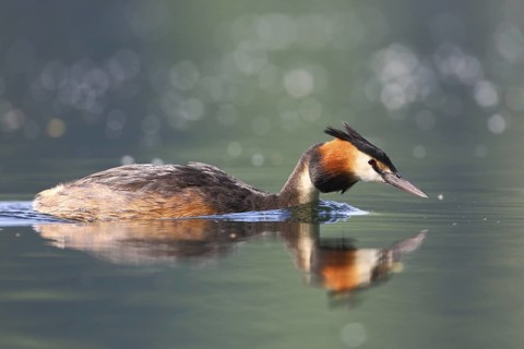 Great Crested Grebe (Podiceps cristatus), North Rhine-Westphalia, Germany