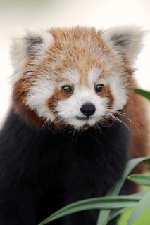 Red panda (Ailurus fulgens), portrait, captive, occurrence in Asia