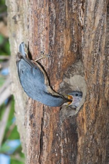 Eurasian Nuthatch (Sitta europaea) feeding young in nest cavity, Aosta Valley, Italy