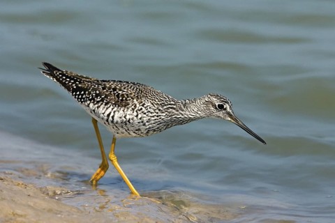 Greater Yellowlegs Tringa melanoleuca South Padre Island, Texas, United States 7 April Adult