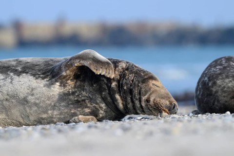 A grey seal (Halichoerus grypus) rests relaxed on the beach, with the background of the calm sea,