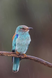 European roller (Coracias garrulus), on perch, Hides de El Taray / Roller Hide, Villafranca de los