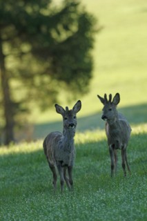 European roe deer (Capreolus capreolus) fawns in winter coat and short bast horns in the meadow,