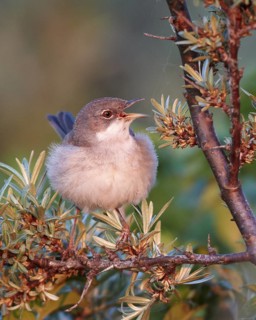 Common Whitethroat (Sylvia communis) singing, Mecklenburg-Western Pomerania, Deutschland