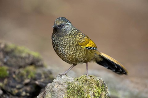 Scaly Laughingthrush (Trochalopteron subunicolor), Yunnan, China