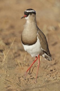 Crowned Lapwing (Vanellus coronatus), Northern Cape, South Africa