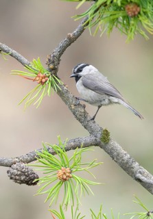 Mountain Chickadee (Poecile gambeli) perched on a conifer branch, Colorado, USA