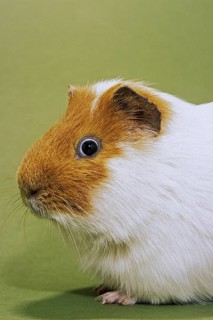 Two parti-colored cavy, guinea pig (Cavia porcellus) portrait