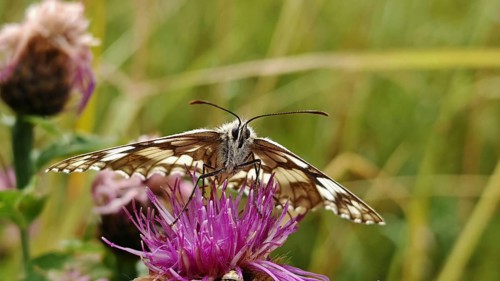 A checkerboard butterfly (melanargia galathea) on a bright purple flower, close-up in detail,