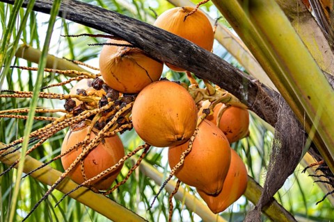 Yellow coconuts hang on palm branches in a tropical environment, coconuts on a coconut tree near