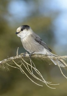 Grey Jay (Perisoreus canadensis), Alaska, USA