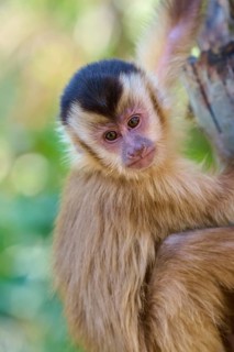 The capuchin monkey looks down curiously while hanging from a tree trunk, capuchin monkey (Sapajus