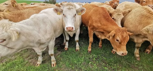 Cows (bos taurus) in a meadow, one brown, the other white, Franconian Forest nature park Park