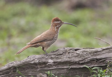 Scimitar-billed Woodcreeper (Drymornis bridgesii), Corrientes, Argentina
