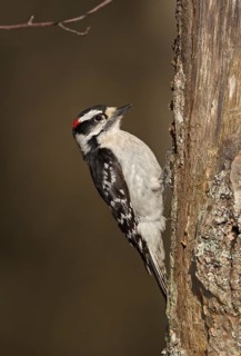 Downy Woodpecker (Dryobates pubescens) male, Michigan, USA