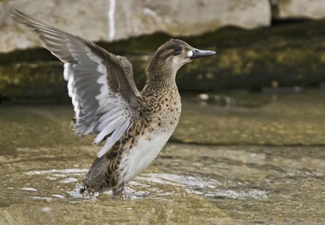 Baikal Teal (Sibirionetta formosa) female, Illinois, USA