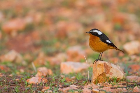 Moussier's Redstart - Diademrotschwanz - Phoenicurus moussieri, Morocco, adult male