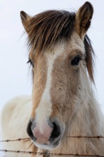 Icelandic horse (Equus ferus caballus), portrait, snow, winter, Iceland, Scandinavia
