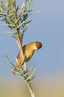 Stentor's Warbler, Acrocephalus stentoreus, Israel
