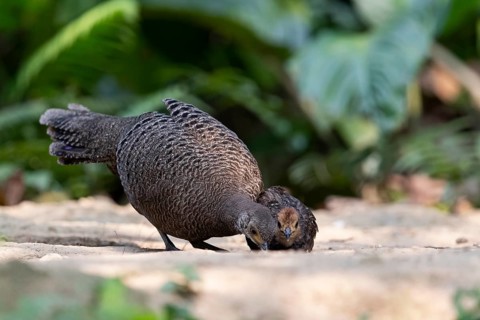 Grey Peacock-Pheasant (Polyplectron bicalcaratum) female foraging with chick, Yunnan, China