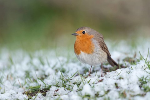European Robin (Erithacus rubecula) on snowy field, Sweden