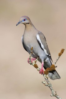 White-winged Dove (Zenaida asiatica), Texas, USA