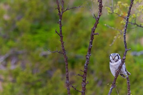 Barred owl, (Surnia ulula), animals, birds, owl family, owl, perch, biotope, habitat, Varanger Bird