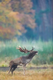 Fallow Deer (Dama dama) male roaring in autumn forest, Germany