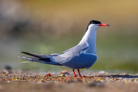 Common Tern (Sterna hirundo), North Rhine-Westphalia, Germany