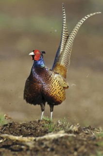 Common Pheasant (Phasianus colchicus) male, Lower Saxony, Germany