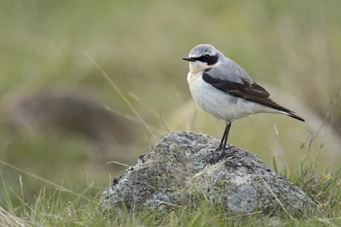 Northern Wheatear (Oenanthe oenanthe) male perched on a stone, Sweden