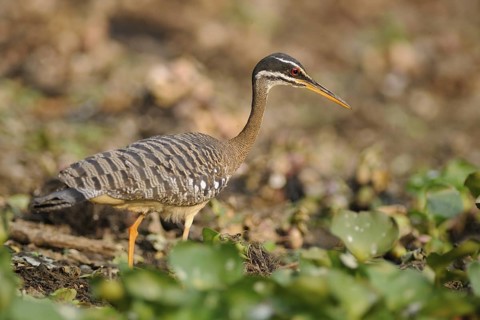 Sunbittern (Eurypyga helias), Pantanal, Brazil