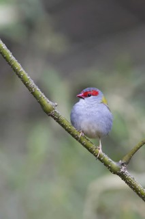 Red-browed Finch (Neochmia temporalis), Queensland, Australia